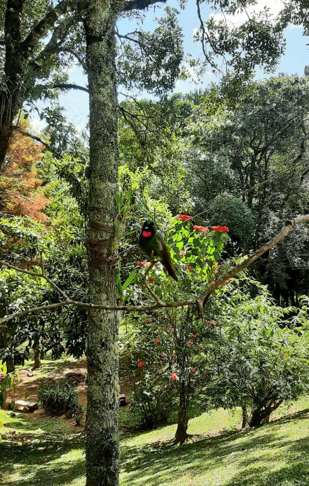 Hotel Refugio Do Selado Monte Verde  Zewnętrze zdjęcie